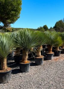 Palmboom - Yucca Rostrata 40-50 cm stamhoogte
