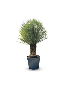 Palmboom - Yucca Rostrata 40-50 cm stamhoogte