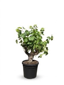 Druivenboom op stam - Vitis Vinifera - 40 jaar oud - 120 cm