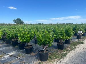 Druivenboom op stam - Vitis Vinifera - 40 jaar oud - 120 cm