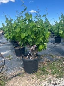 Druivenboom op stam - Vitis Vinifera - 40 jaar oud - 120 cm