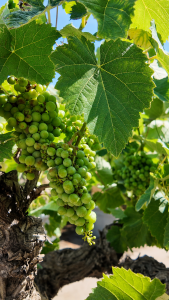 Druivenboom op stam - Vitis Vinifera - 40 jaar oud - 120 cm