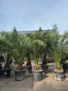 Palmboom - Phoenix Canariensis XL