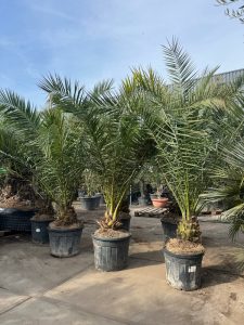 Palmboom - Phoenix Canariensis XL