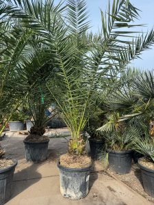 Palmboom - Phoenix Canariensis XL