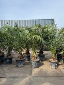 Palmboom - Phoenix Canariensis XL