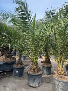 Palmboom - Phoenix Canariensis XL