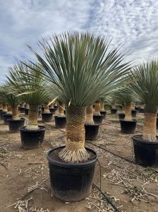 Palmboom - Yucca Rostrata 60-70 cm stamhoogte