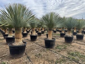 Palmboom - Yucca Rostrata 60-70 cm stamhoogte