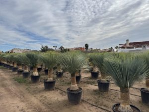 Palmboom - Yucca Rostrata 60-70 cm stamhoogte