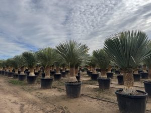 Palmboom - Yucca Rostrata 60-70 cm stamhoogte