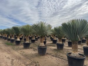 Palmboom - Yucca Rostrata 60-70 cm stamhoogte