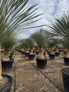 Palmboom - Yucca Rostrata 60-70 cm stamhoogte