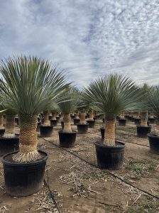 Palmboom - Yucca Rostrata 60-70 cm stamhoogte