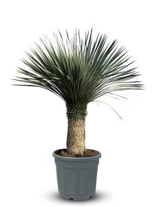 Palmboom - Yucca Rostrata 60-70 cm stamhoogte