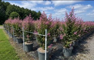 Indische sering – Lagerstroemia indica – 150 cm – Roze bloemen