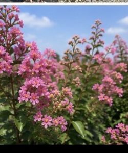 Indische sering – Lagerstroemia indica – 150 cm – Roze bloemen