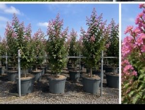 Indische sering – Lagerstroemia indica – 150 cm – Roze bloemen