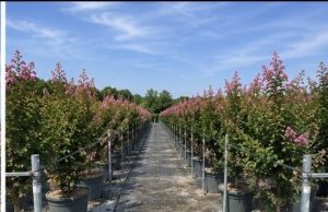Indische sering – Lagerstroemia indica – 150 cm – Roze bloemen