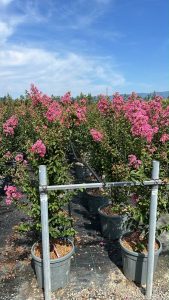 Indische sering – Lagerstroemia indica – 150 cm – Roze bloemen