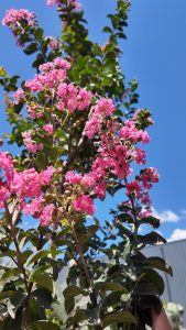 Indische sering – Lagerstroemia indica – 150 cm – Roze bloemen