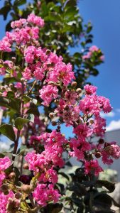 Indische sering – Lagerstroemia indica – 150 cm – Roze bloemen