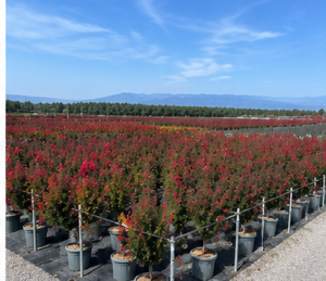 Indische sering - Lagerstroemia Indica - 150 cm - Rode bloemen