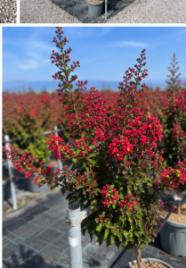 Indische sering - Lagerstroemia Indica - 150 cm - Rode bloemen