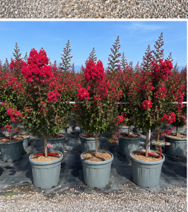 Indische sering - Lagerstroemia Indica - 150 cm - Rode bloemen