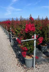Indische sering - Lagerstroemia Indica - 150 cm - Rode bloemen