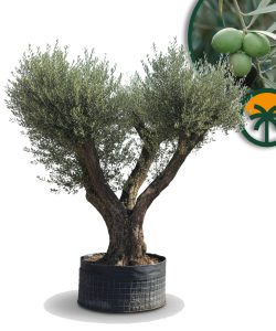 Olijfboom Pom pon XXL - Olea Europaea