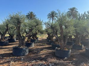 Olijfboom Pom pon XXL - Olea Europaea