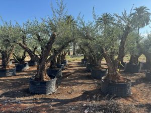 Olijfboom Pom pon XXL - Olea Europaea