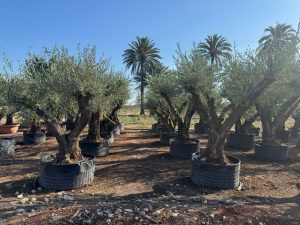 Olijfboom Pom pon XXL - Olea Europaea