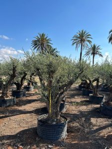 Olijfboom Pom pon XXL - Olea Europaea