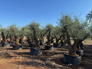Olijfboom Pom pon XXL - Olea Europaea