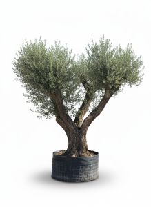 Olijfboom Pom pon XXL - Olea Europaea